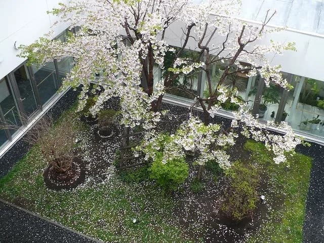 中庭を囲む明るい館内