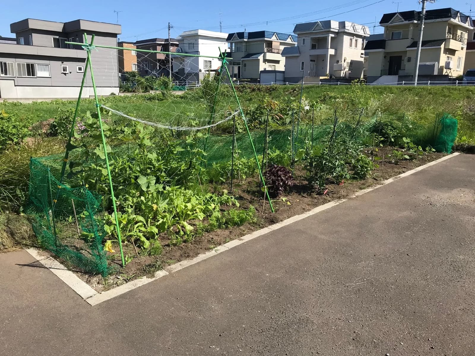 敷地内の畑